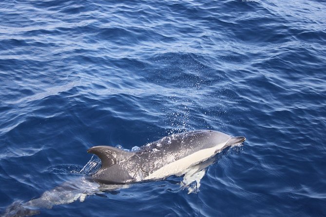 Dolphin Mini Cruise at Playa del Carmen - Final Thoughts on the Lanzarote Dolphin Mini Cruise