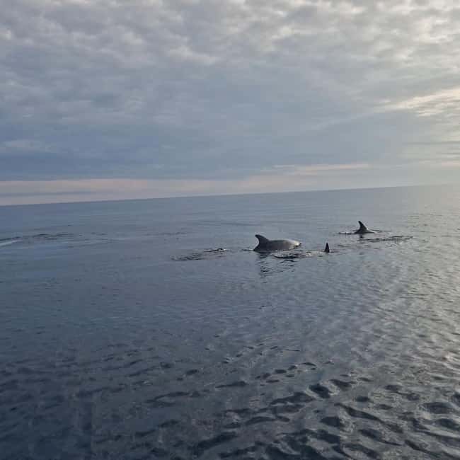 Dolphin private sunset tour Rovinj - Encountering Dolphins Outside Rovinjs Waters