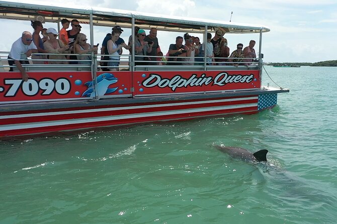 Dolphin Quest - Sightseeing/Eco Cruise, John's Pass, Madeira Beach, FL - Exciting Dolphin Watching in Madeira Beach for Only $29