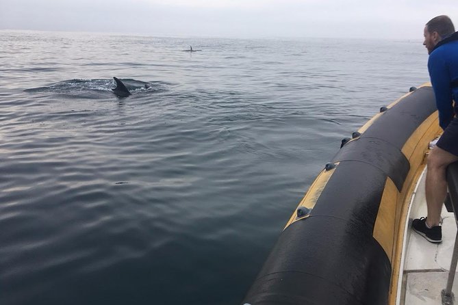 Dolphin Route - How the Dolphin Route Starts at Peniche Port