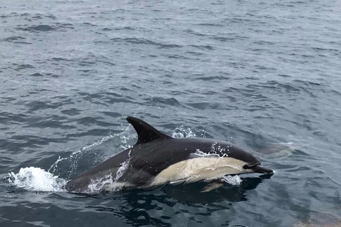 Dolphin Route - Exploring the Caves and Rock Formations of the Southern Coast