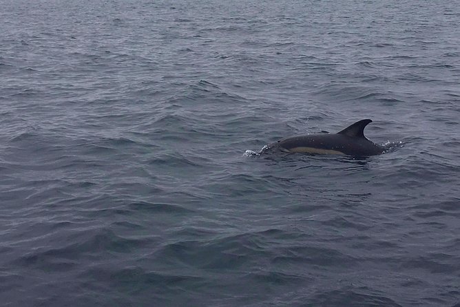 Dolphin Route - Weather and Sea Conditions Impacting the Tour