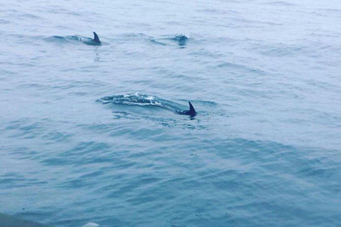 Dolphin Route - Who Will Enjoy the Dolphin Route