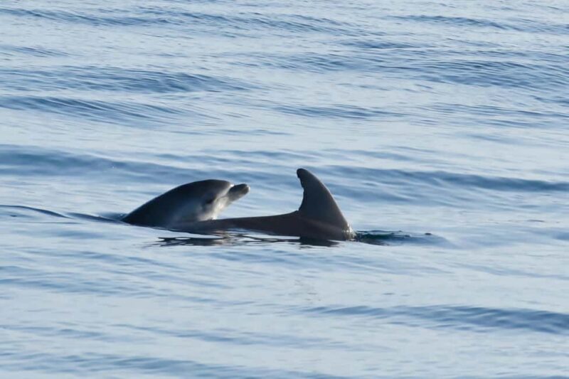 Dolphin Safari Boat Trip from Marina Funtana - Discover Croatias Istrian Coast on a Dolphin Safari Boat Trip