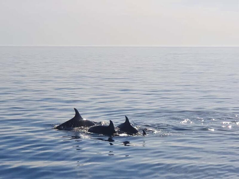 Dolphin Safari Boat Trip from Marina Funtana - Key Points