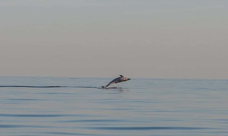 Dolphin safari every evening - Final Thoughts on the Sunset Dolphin Safari