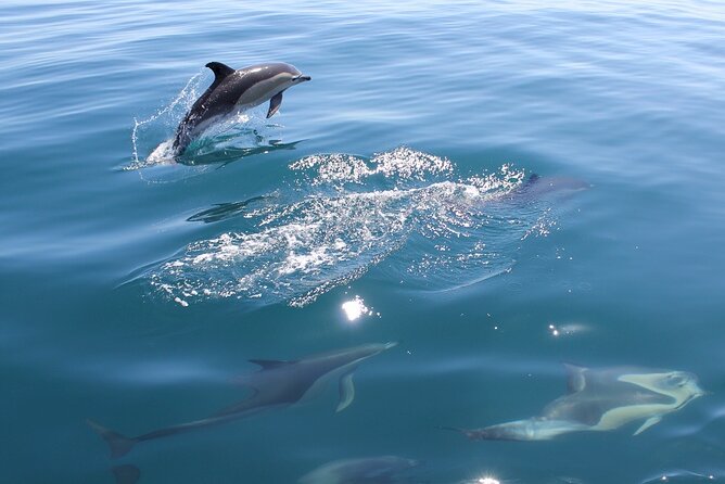 Dolphin Safari, São Rafael Caves & Coastline. - Vilamoura Marina: The Starting Point for the Adventure