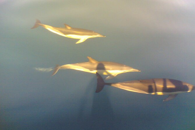 Dolphin Safari, São Rafael Caves & Coastline. - Caves and Coastal Scenery: A Photo-Stopper Paradise