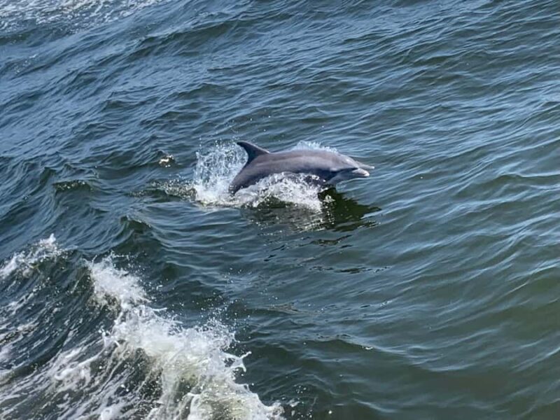 Dolphin & Scenic Bay Sightseeing Cruise Up to 49, Pensacola - Final Thoughts on the Pensacola Dolphin & Scenic Cruise