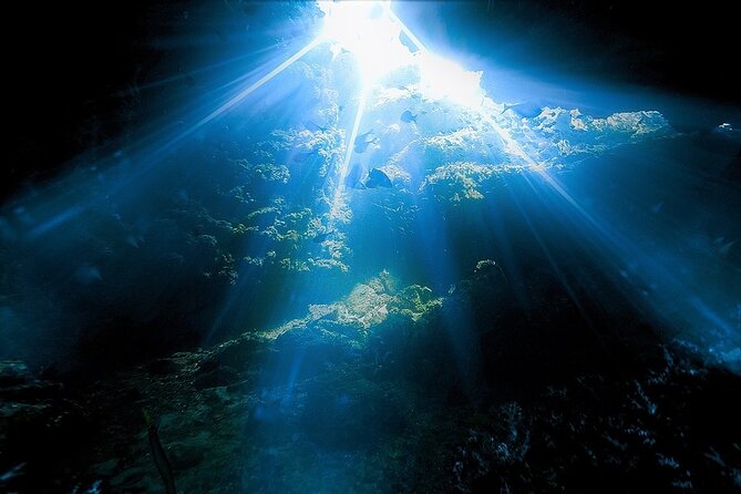 Dolphin, Sea Cave, Captain Cook, Kealakekua Bay Reef Snorkeling - Marine Life Encounters: Dolphins and Whales