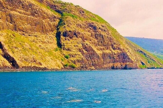 Dolphin, Sea Cave & Captain Cook Snorkel Combo in Kealakekua Bay - Wildlife Sightings: Dolphins and Whales