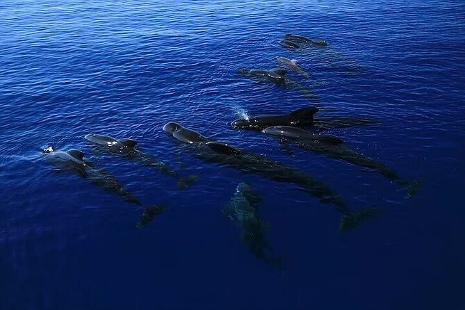 Dolphin, Sea Cave & Captain Cook Snorkel Combo in Kealakekua Bay - Meeting Point and Logistics