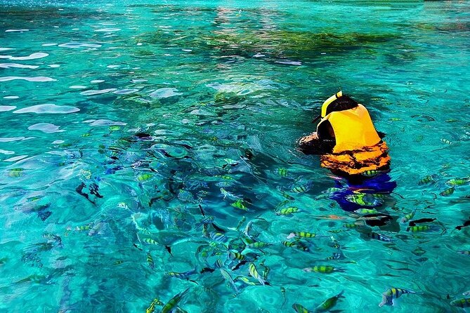 Dolphin, Sea Cave & Captain Cook Snorkel Combo in Kealakekua Bay - The Experience on the Speedboat