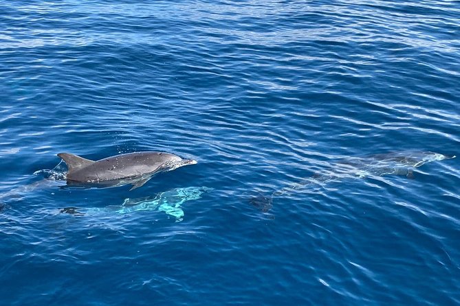 Dolphin Searching Tour in Puerto de Mogán ("KEEPER UNO" Boat) - Onboard Water Sports and Snorkeling