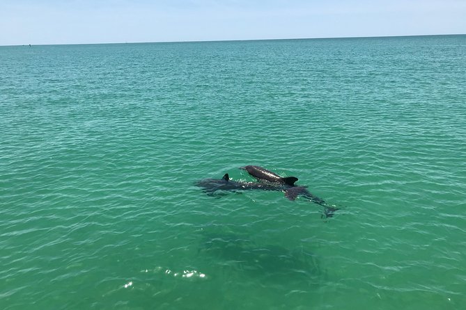Dolphin Shelling Snorkeling Cruise in Tampa - Visiting Shell Key Preserve: A Wildlife Sanctuary