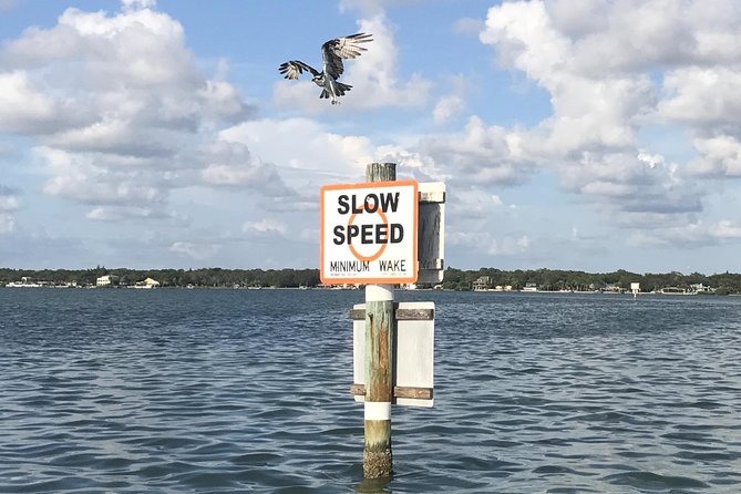 Dolphin Shelling Snorkeling Cruise in Tampa - What to Expect During the Activity