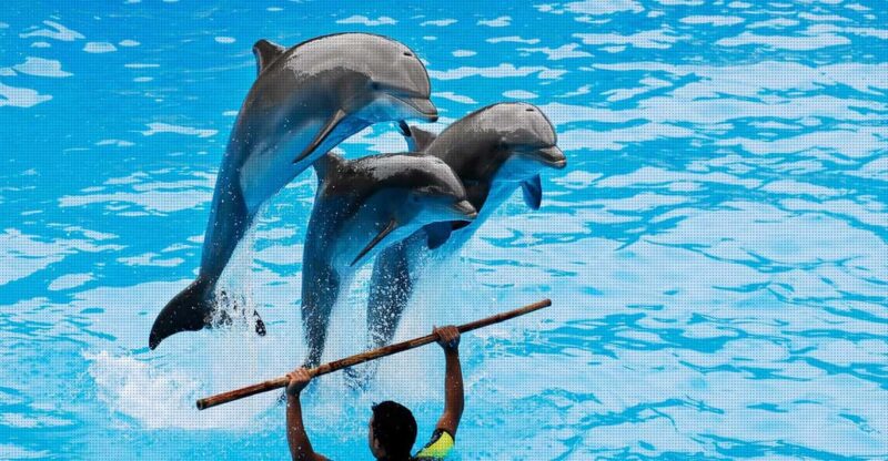 Dolphin Show Free Transfer From Alanya, Side, Kemer,Antalya - Dolphin Show in Antalya Province with Live Performances