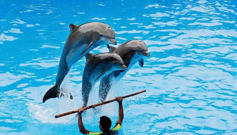 Dolphin Show Free Transfer From Alanya, Side, Kemer,Antalya - Highlights of the Dolphin and Seal Show