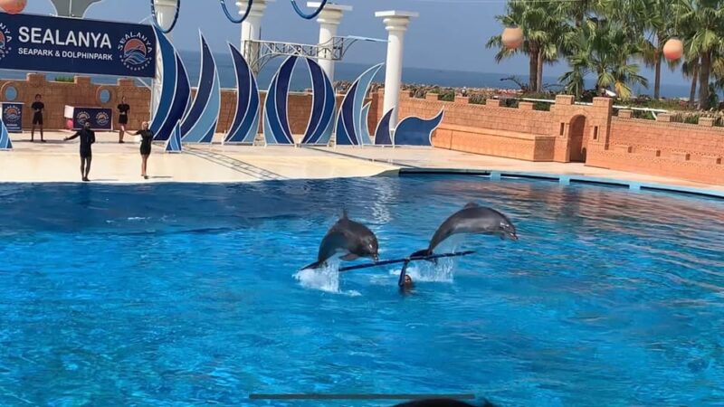 Dolphin Show Free Transfer From Alanya, Side, Kemer,Antalya - Transport, Duration, and Booking Details