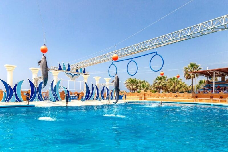 Dolphin Show Free Transfer From Alanya, Side, Kemer,Antalya - What’s Included and What To Keep in Mind