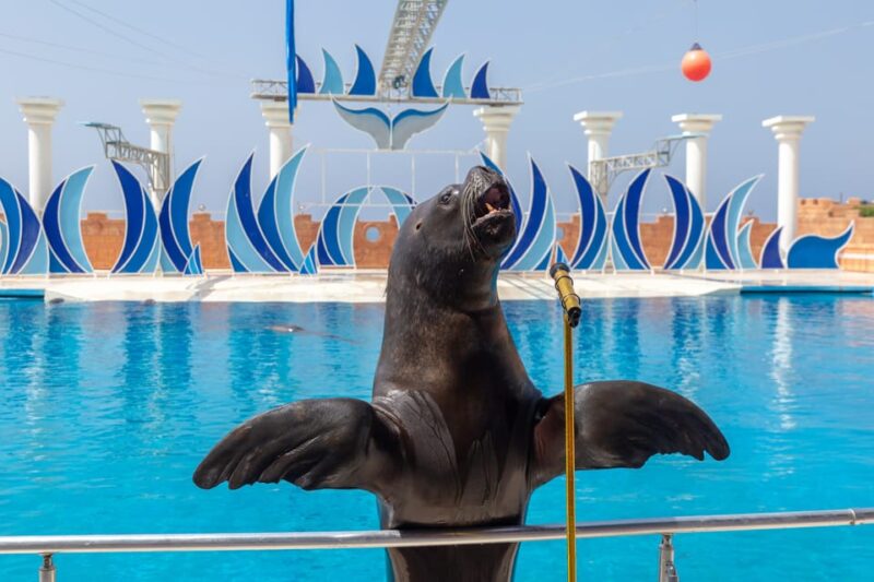Dolphin Show Free Transfer From Alanya, Side, Kemer,Antalya - Customer Feedback: Strengths and Limitations
