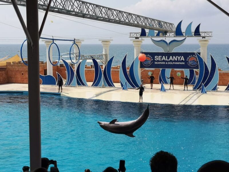 Dolphin Show Free Transfer From Alanya, Side, Kemer,Antalya - Who Should Consider This Dolphin Show?
