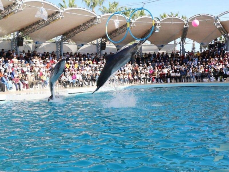 Dolphin Show Tour with Transfer from Alanya & Side - What the Dolphin Show Looks Like in Detail