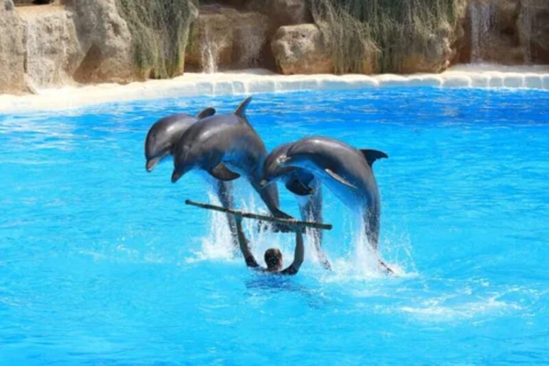 Dolphin Show Tour with Transfer from Alanya & Side - Additional Costs and Optional Extras