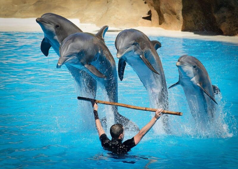 Dolphin Show Tour with Transfer from Alanya & Side - What to Bring and What to Avoid