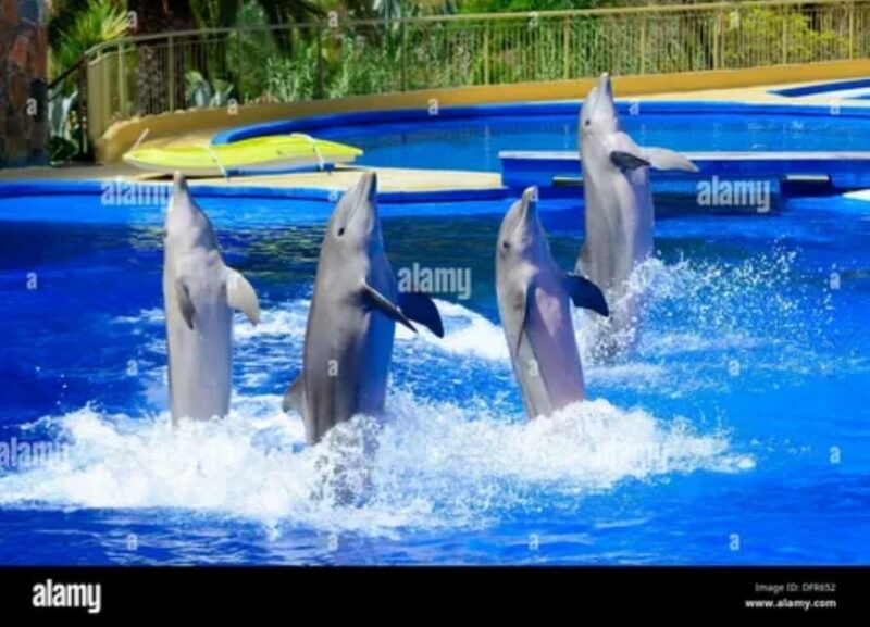 Dolphin Show Tour with Transfer from Alanya & Side - Experience Provider and Languages Offered