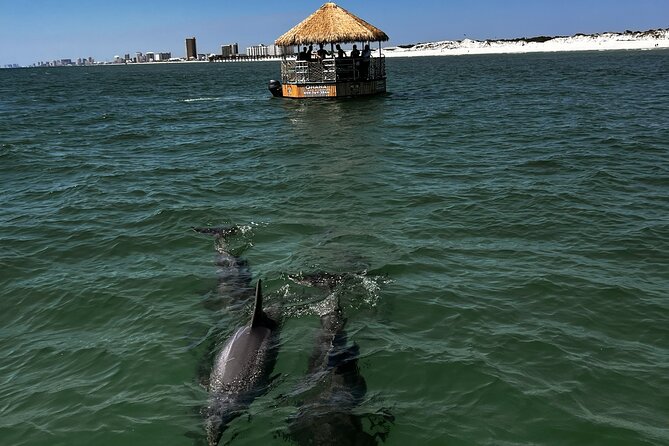 Dolphin Sightseeing Tiki Boat Tour 90 minutes - Flexible Booking and Cancellation Policies