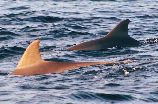 Dolphin Snorkel Tour - Location and Departure Point in Panama City Beach