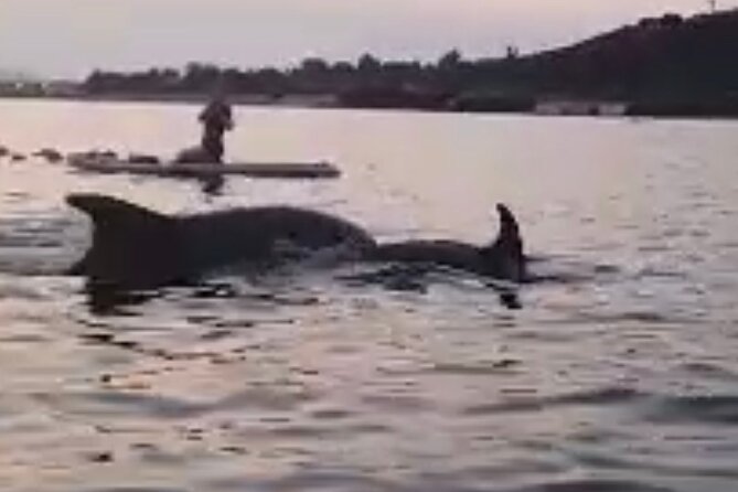 Dolphin-spotting SUP tour with Golfo Aranci aperitif - Key Points