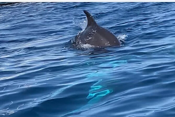 Dolphin-spotting SUP tour with Golfo Aranci aperitif - From Golfo Aranci to the Island of Figarolo