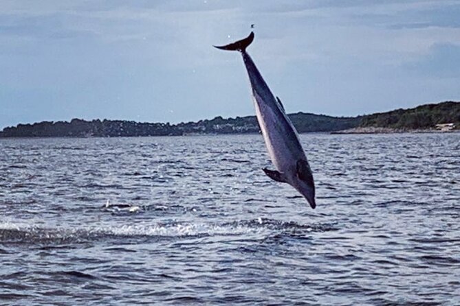 Dolphin Sunrise Adventure with Speedboat - Timing, Pacing, and the Best Time to Book