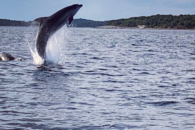Dolphin Sunset Adventure with Speedboat - Starting Point at Vrsar for a Smooth Morning or Evening Trip