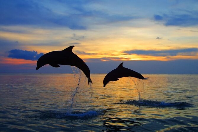 Dolphin Sunset Adventure with Speedboat - The Experiences Overall Value and Who Will Enjoy It