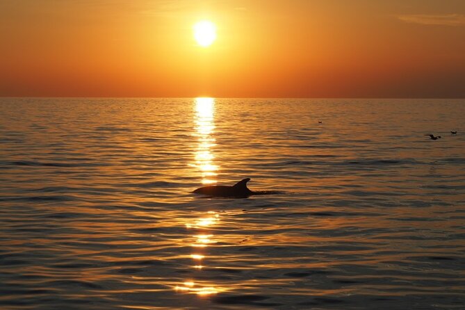 Dolphin Sunset Adventure with Speedboat - Frequently Asked Questions