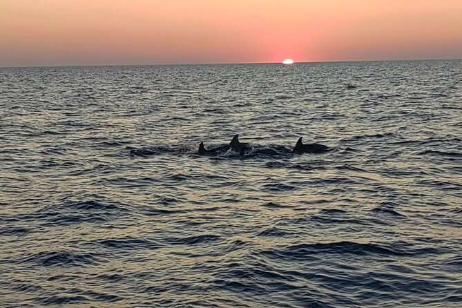 Dolphin & Sunset tour with Brijuni panorama - Why This Tour Stands Out Among Similar Experiences