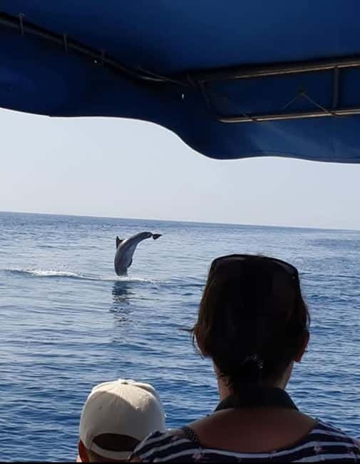 Dolphin tour 2 hours - The Speedboat Journey Between Vir and Molat Islands