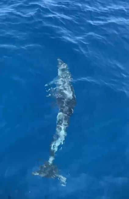 Dolphin tour 2 hours - What the Tour Includes and What to Bring