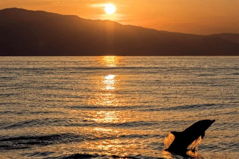 Dolphin Tour  85% chance - All inclusive Drinks + Dinner - Exciting Sunset Cruise with Dolphin Sightings from Medulin