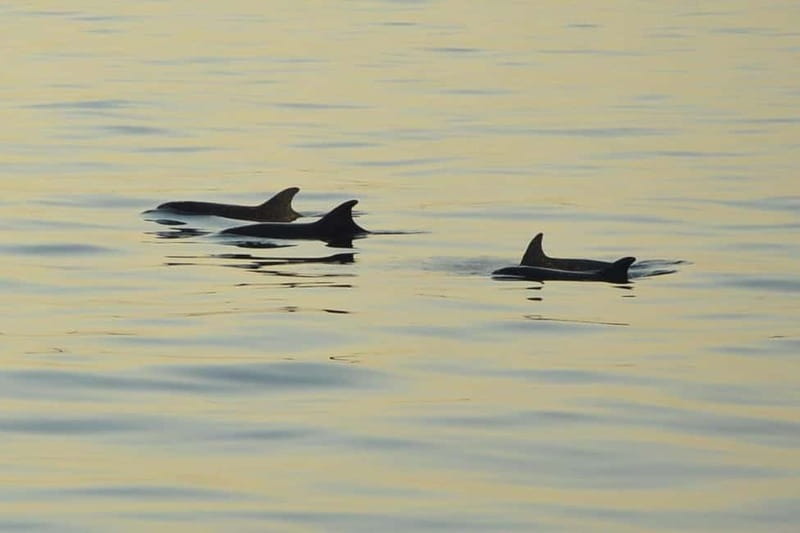 Dolphin Tour  85% chance - All inclusive Drinks + Dinner - Scenic Route Passing Cape Kamenjak and Porer Lighthouse
