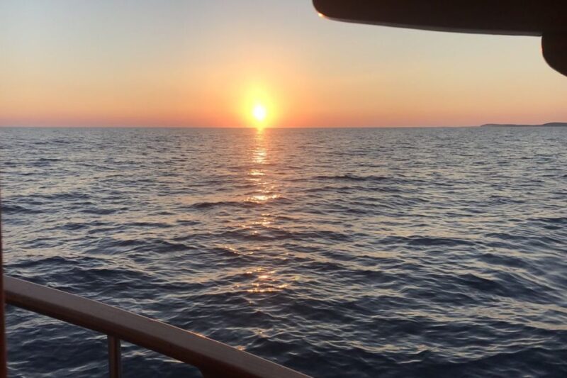 Dolphin Tour  85% chance - All inclusive Drinks + Dinner - The Unique Opportunity to See Dolphins in the Wild