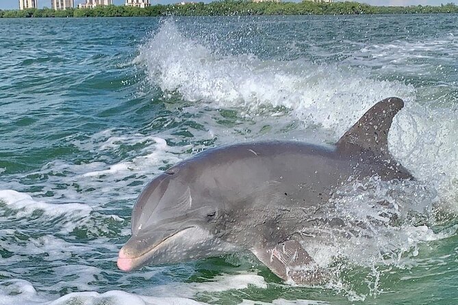 Dolphin Tours - Fort Myers Beach / Naples - Discover the Private Dolphin Tour from Fort Myers Beach