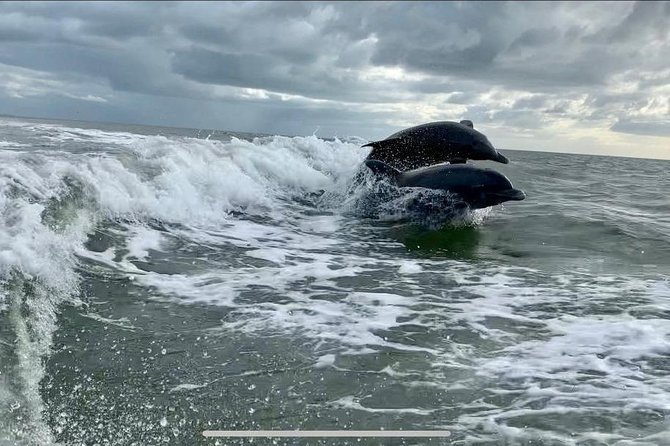 Dolphin Tours - Fort Myers Beach / Naples - The Experience with Captain Mike