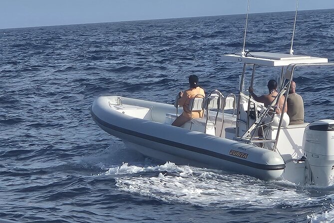 Dolphin Tours in Fuerteventura - What Makes This Dolphin Tour Stand Out?