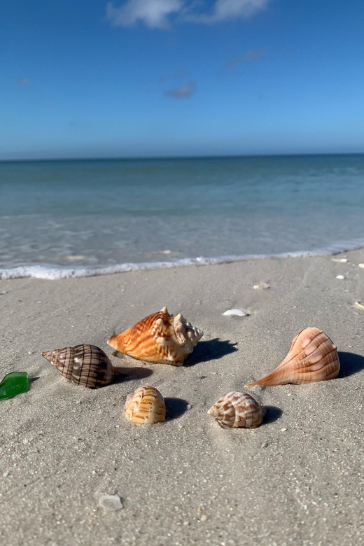 Dolphin Watch/Eco Cruise - Wildlife Spotting: Dolphins, Manatees, and More