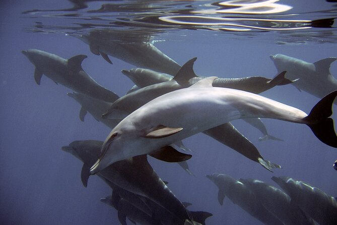 Dolphin Watching + 2 Islands Tour - From Faro - Discovering Ilha Desertas Pristine Waters