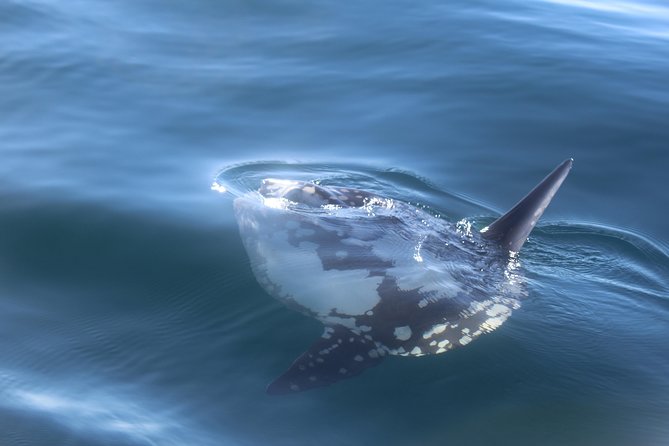Dolphin Watching + 2 Islands Tour - From Faro - The Role of the Skipper and Guides